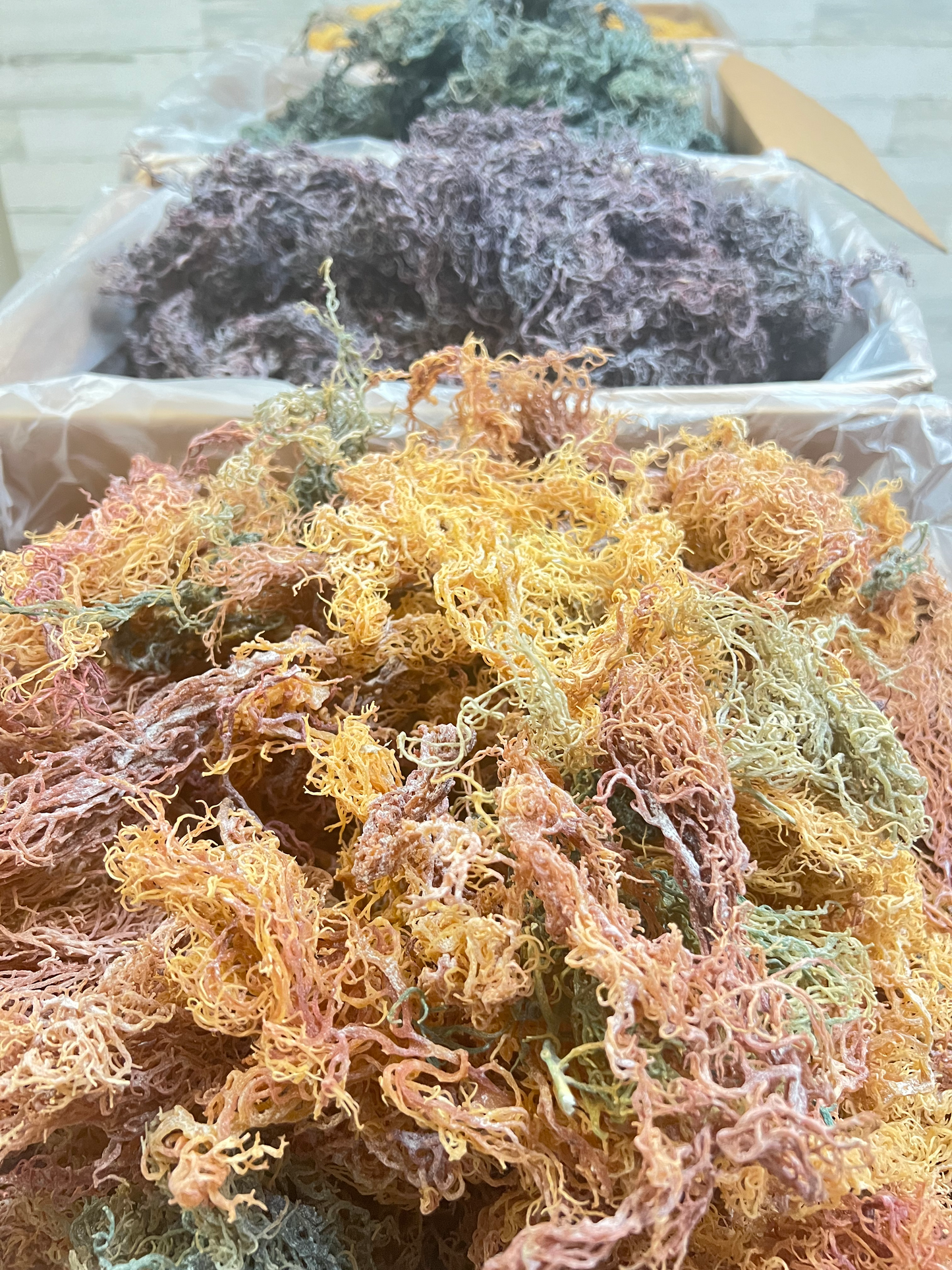 Full Spectrum Wholesale Sea Moss | Bulk Wildcrafted Seamoss Mixed
