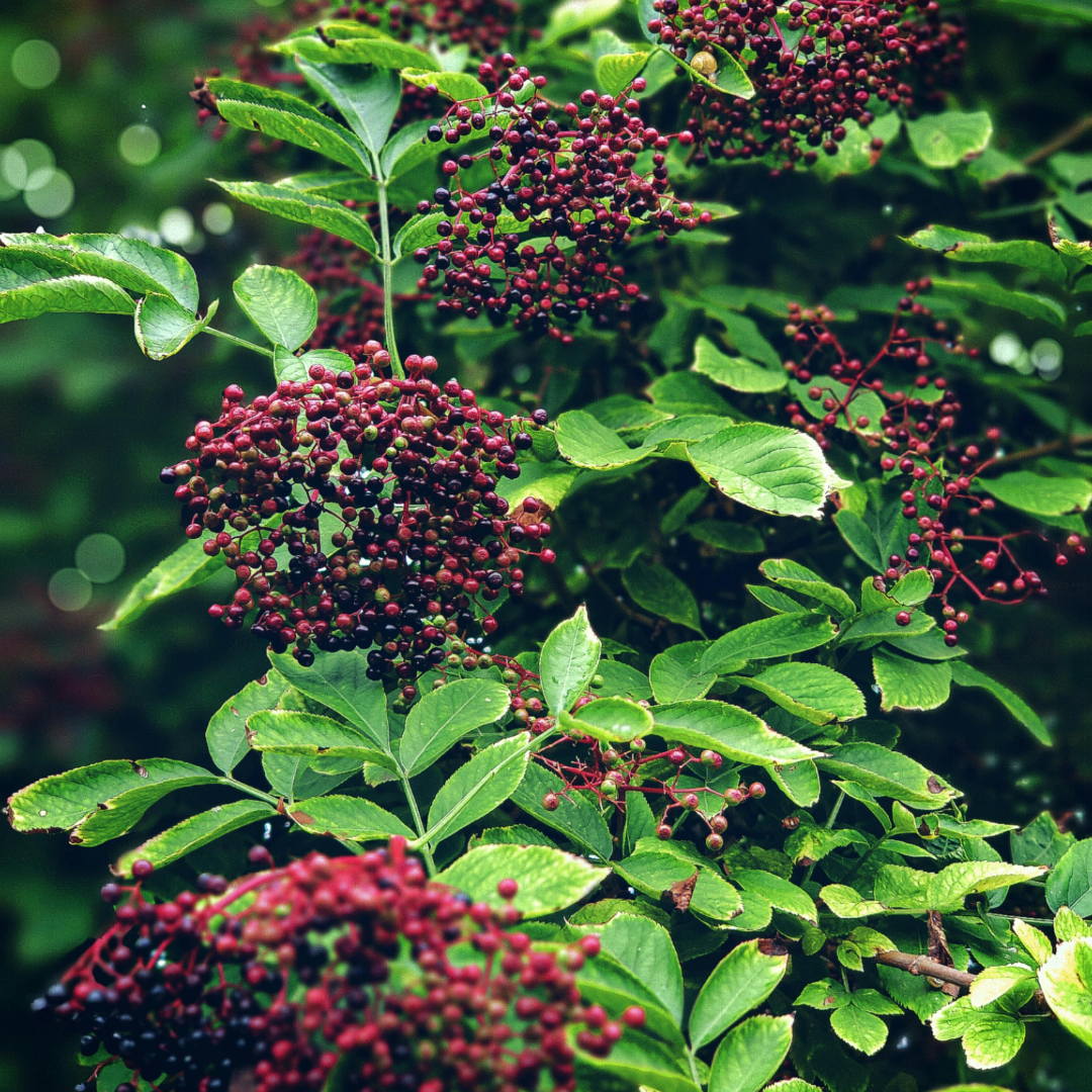 Elderberry: The Hottest Superfood You’re Not Using Yet—Are You Missing Out?