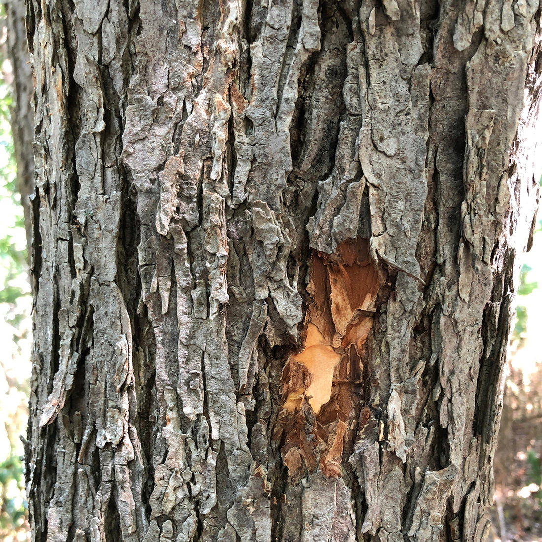 Is Slippery Elm the Missing Link in Your Wellness Routine?