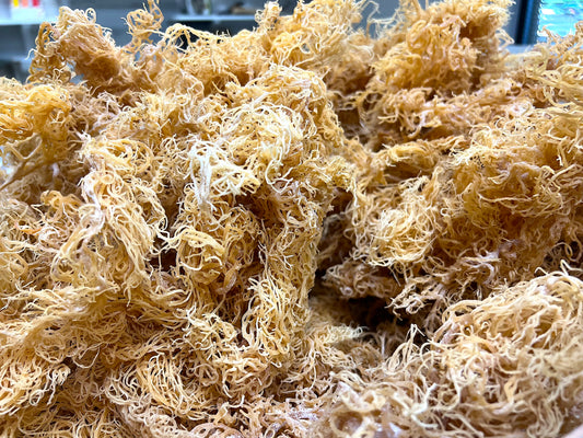Gold Wholesale Sea Moss | Wildcrafted St. Lucia Sea Moss Bulk Supplier