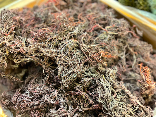 Purple Wholesale Sea Moss | Wildcrafted Purple Sea Moss Bulk