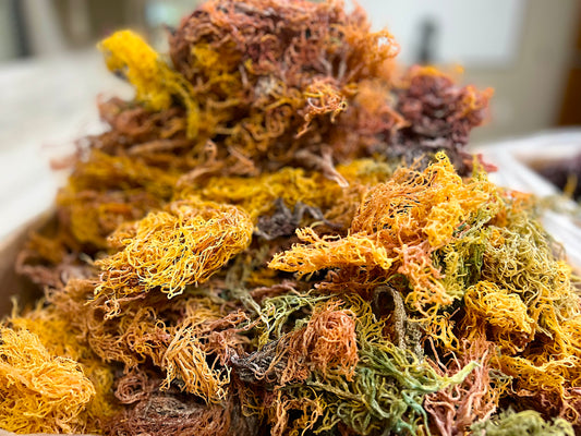 Full Spectrum Wholesale Sea Moss | Bulk Wildcrafted Seamoss Mixed